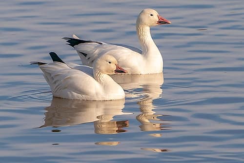 USA- New Mexico- Bosque Del Apache National Wildlife Refuge. Snow geese in water. Places Print